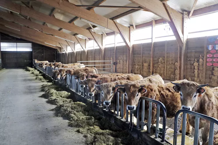 élevage de vaches de race aubrac en Lozère