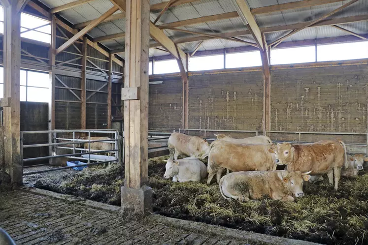 élevage de vaches de race aubrac en Lozère