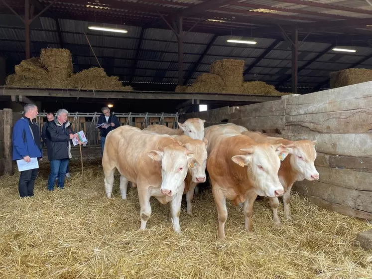 Vente aux enchères des mâles de race blonde d'Aquitaine qualifiés VVF à la station d'évaluation à Doux, dans les Deux-Sèvres