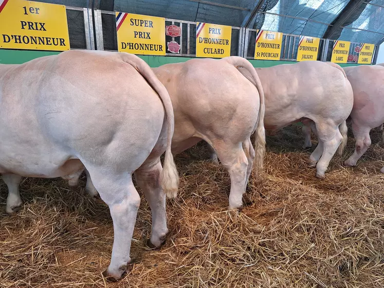 Les prix d'honneur ont été difficiles à départager au concours de Varennes-sur-Allier (Allier), tenu les 15, 16 et 17 mars en race charolaise. « Une série d'une vingtaine de génisses, aux conformation et qualité de viande hors-normes, s'est particulièrement démarquée. Le lot était très homogène, avec des volumes de carcasse qui dépassaient les 650 kg », rapporte Olivier Chaveroche, responsable au concours. 