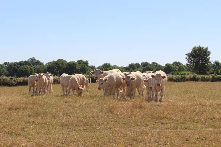 vaches charolaises au pré sécheresse