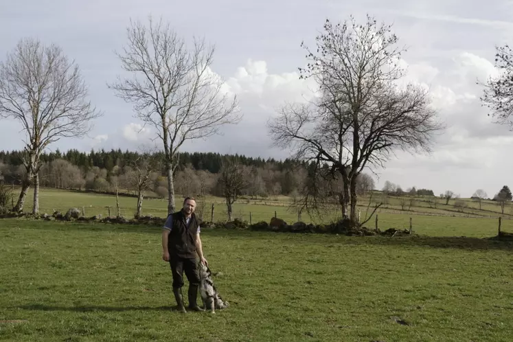 élevage bovins viande race aubrac dans le Cantal