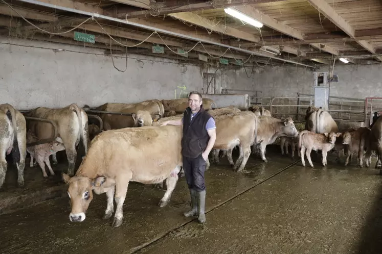 élevage bovins viande race aubrac dans le Cantal