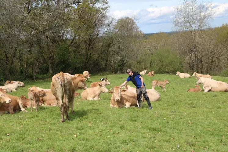 Vaches de race blonde d'Aquitaine au pâturage dans les Pyrénées-Atlantiques. Prairie temporaire.