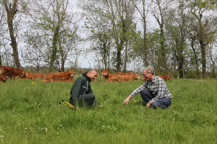 devant des vaches de race limousine, en gironde, éleveur de bovins viande et conseiller surveillent la pousse de l'herbe dans une prairie permanente conduite avec des stocks ...