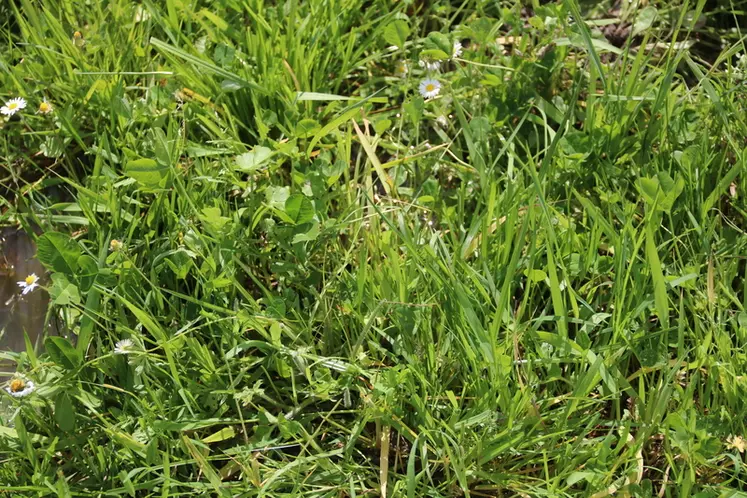 les prairies naturelles sont composées dans les zones hydromorphes de fétuque et trèfle, avec un peu de ray-grass, sur cet élevage bovin viande en Gironde