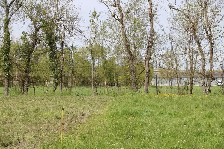 la haie bocagère borde la prairie sur cet élevage bovin en Gironde