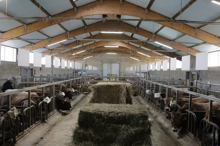 Taureaux à la station nationale d'évaluation raciale OS Aubrac à St Chély d'Aubrac dans l'Aveyron