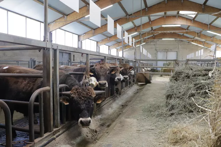 Taureaux à la station nationale d'évaluation raciale OS Aubrac à St Chély d'Aubrac dans l'Aveyron