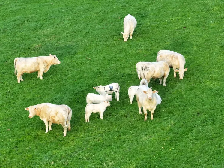 vaches charolaise au pré vue drone