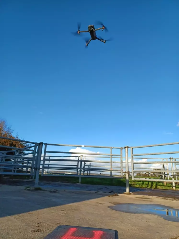 drone élevage bovin