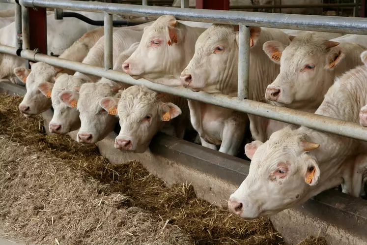 I M G _ 4 1 7 5 / jeunes bovins charolais - Ferme des Etablières, Vendée. Elevage de jeune bovin. Ration