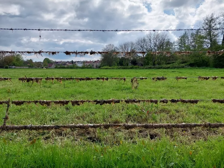 Photo de fils de clôtures dont les fils sont souillés par des dépôts montrant la hauteur des crues subies par cet éleveur bovin viande dans l'Yonne