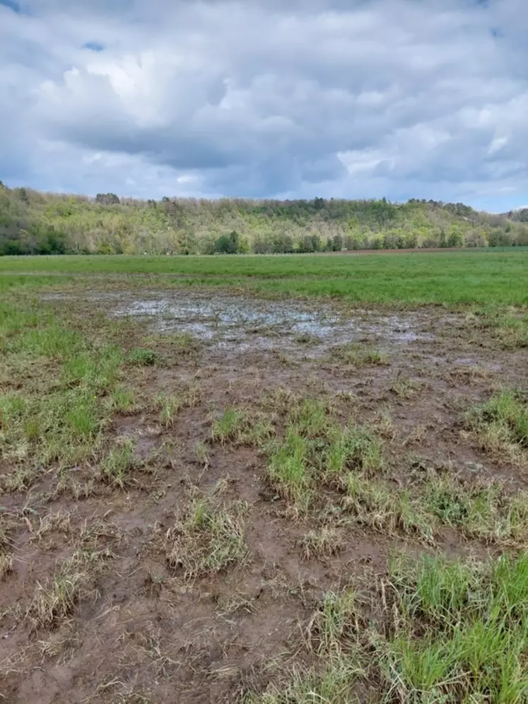 Photo d'une prairie après les inondations dans l'Yonne. L'herbe est souillée par les alluvions déposées par las crues du Serein.