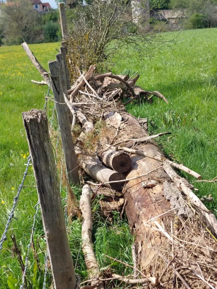 Photo d'arbre et de débris retrouvés dans la prairie après les inondations, ici déposés le long de la clôture nouvellement refaite, sur un élevage bovin viande de ...
