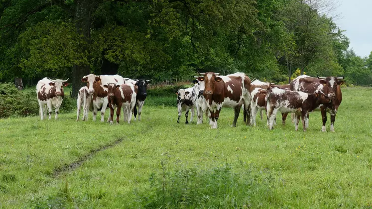 vaches suitées de race Ferrandaise Puy-de-Dôme