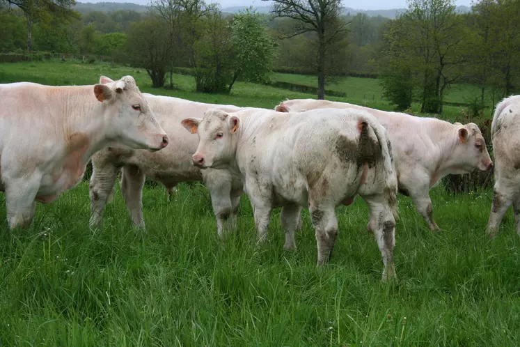 vaches charolaises prairie