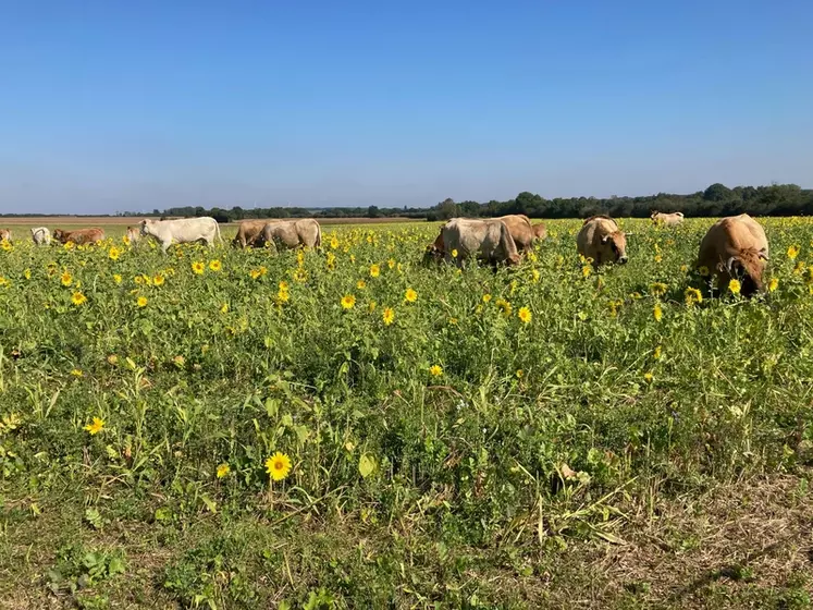 Vaches aubrac qui pâturent un couvert d'interculture sur une parcelle mise à disposition par un céréalier, en Charente.