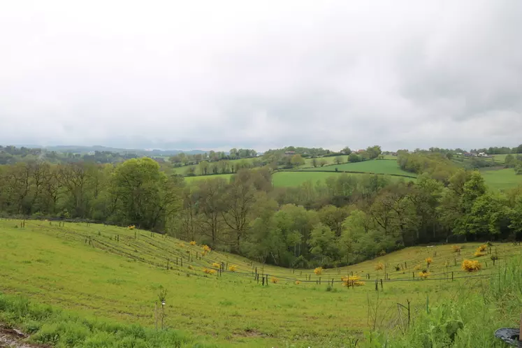 Sur cette parcelle, les vaches limousines pâtureront entre les lignes d'irrigation des châtaigniers, par bloc de trois rangées.