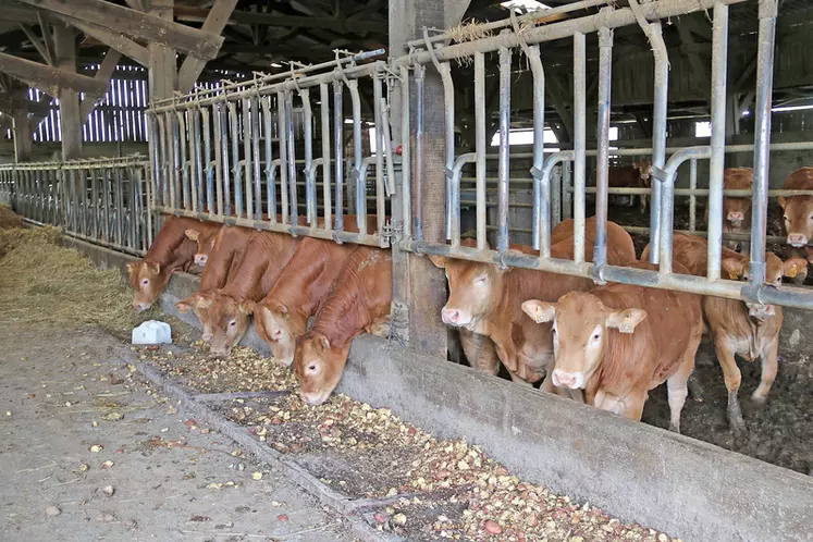 En 2023, les éleveurs de bovins viande du Gaec élevage Théron on distribué aux broutards limousins et aux vaches grasses 10 tonnes de légumes, qui auraient sinon été ...
