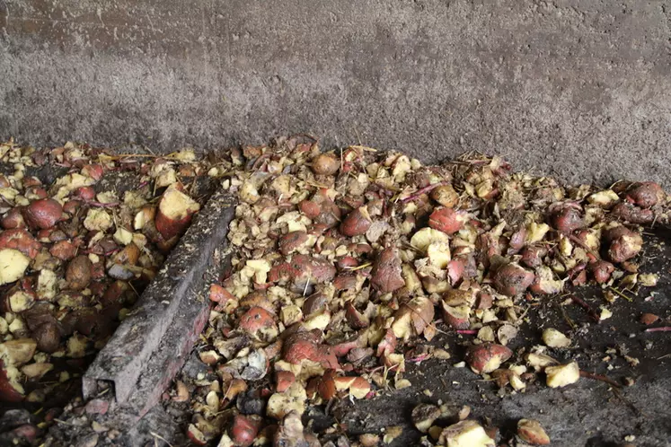 Les écarts de tri des pommes de terre sont broyés grossièrement avant d'être distribués aux broutards.