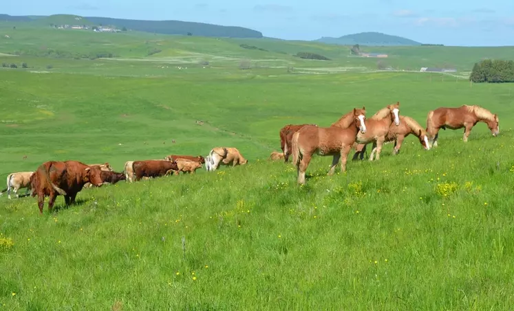 Au Gaec Des Éoliennes dans le Puy-de-Dôme, une dizaine de poulains accompagnent les vaches salers en estive.