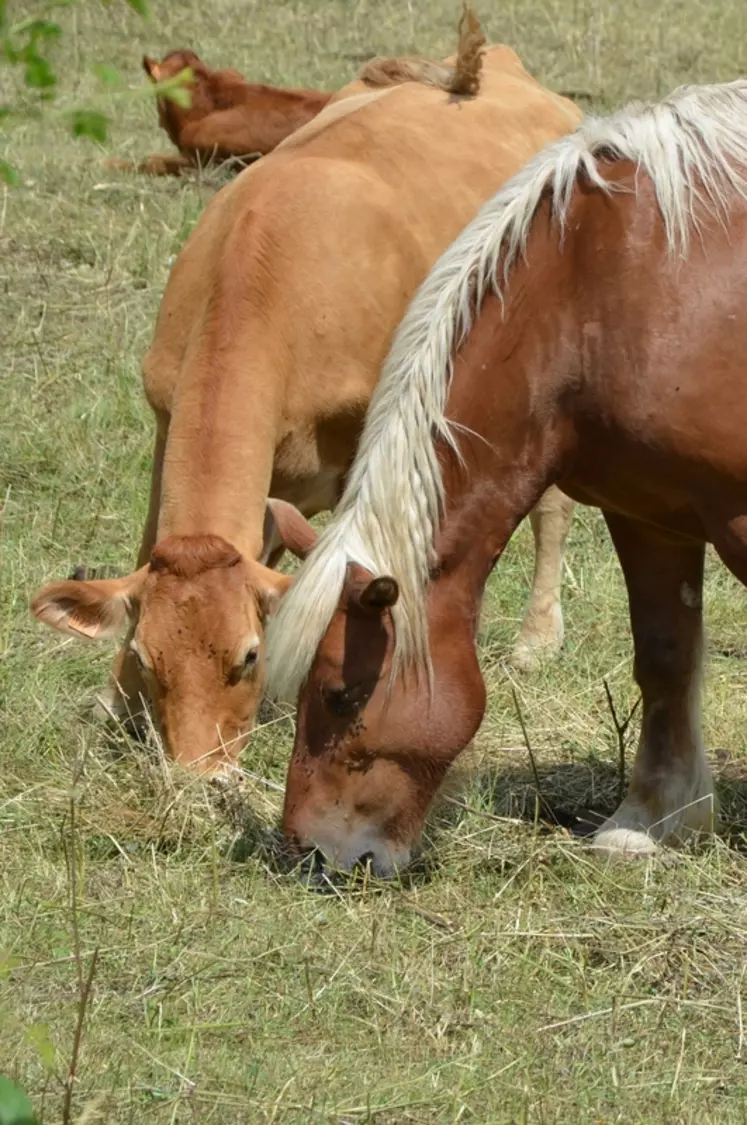 Les chevaux comtois et vaches limousines paissent de façon complémentaire, les chevaux valorisant les refus bovins, estime Frédéric Busarello, éleveur de bovins viande ...