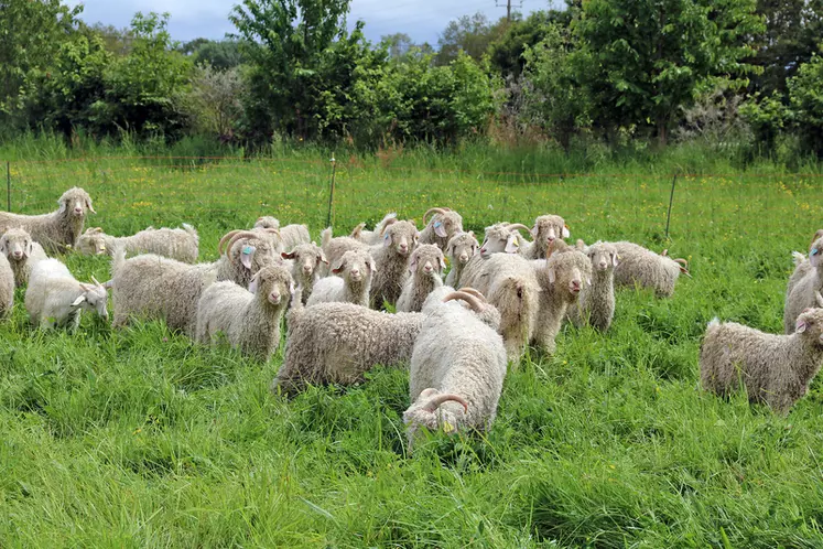 La laine trouve d’autres utilités pour l’élevage bovin. « Si un veau est en hypothermie, nous le plaçons sous une lampe chauffante, emmitouflé entre deux toisons de ...