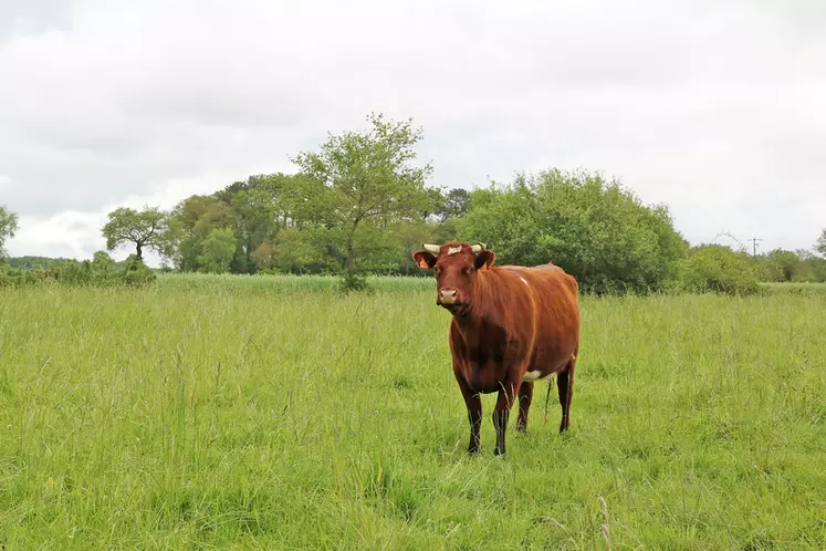L'armoricaine, race bovine bretonne à petit effectif, a dépassé, en 2023, la barre des 1 000 individus grâce à un programme de conservation.