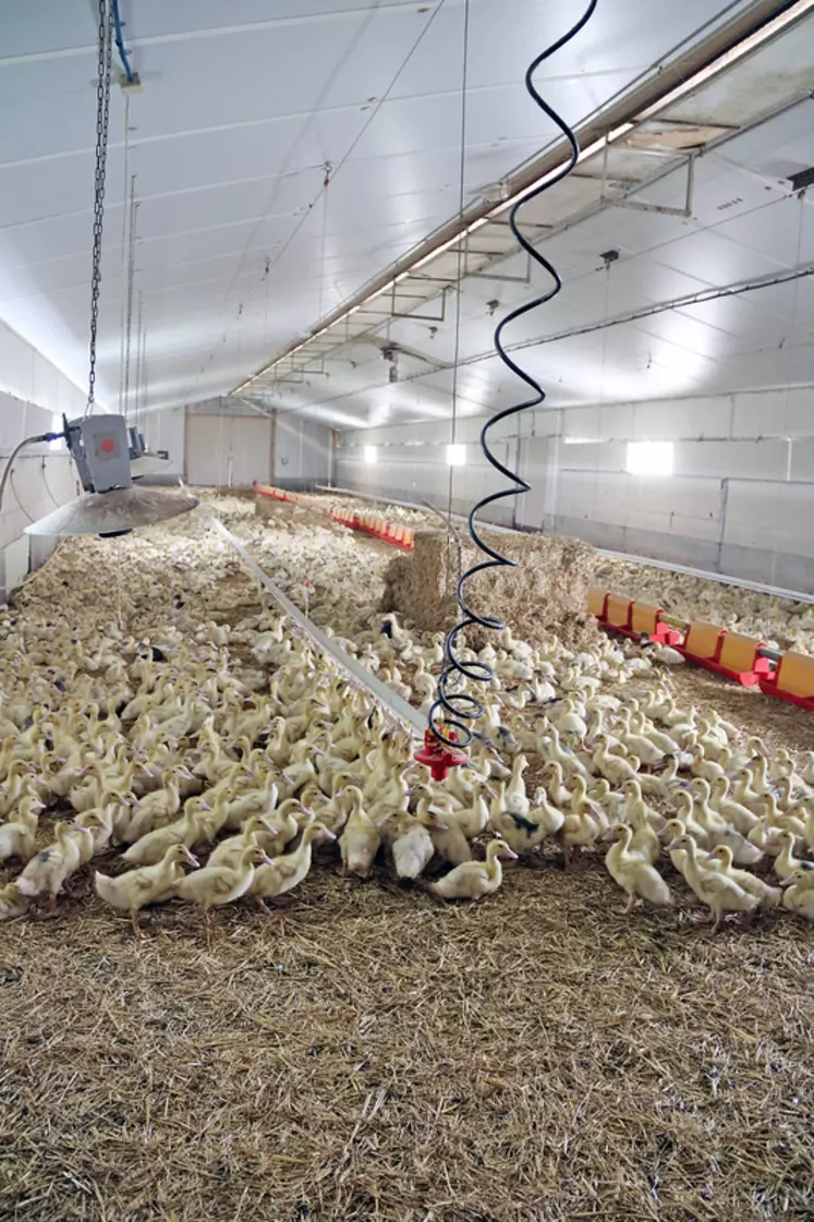 Sur une proposition de sa coopérative, David Asfaux a échangé l'élevage de poulets Label rouge pour celui des canards IGP. « Les canards demandent davantage de travail, ...