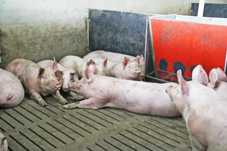 Le choix d’un atelier porcin en post-sevrage et engraissement, plutôt qu’en naissage, limite le temps passé à cette production.