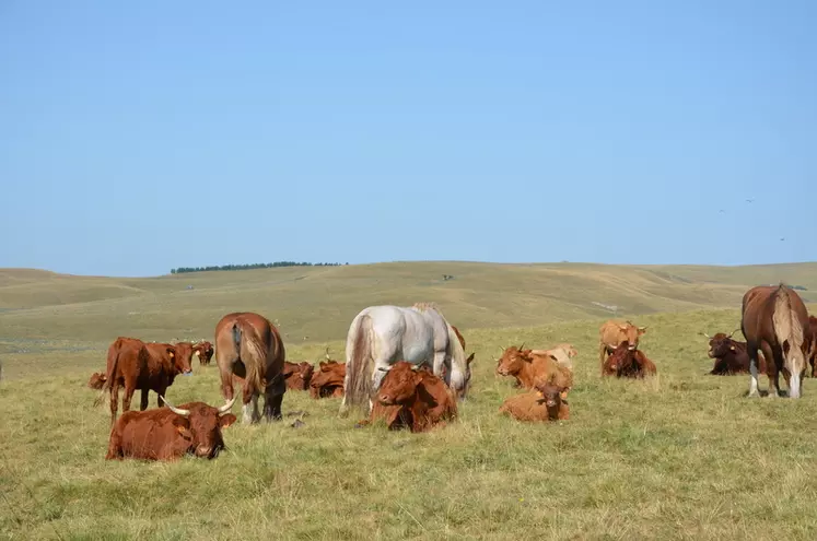 chevaux et vaches allaitantes de race salers se partagent le pâturage des estives dans le Massif Central.
