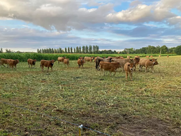 couvert d'interculture pâturé par des vaches aubrac en Charente à la fin du passage des animaux