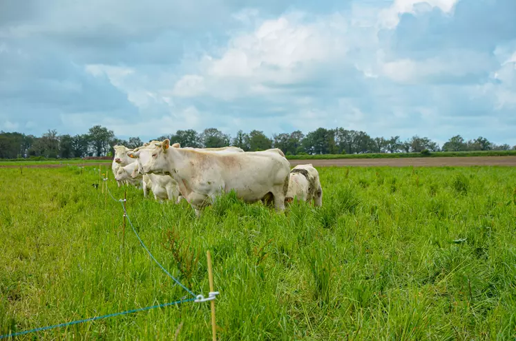 système polyculture élevage troupeau charolais Indre