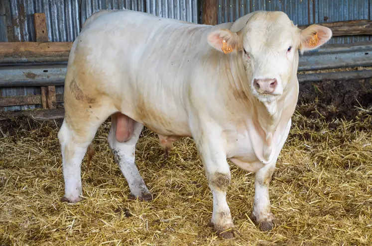 système polyculture élevage troupeau charolais Indre