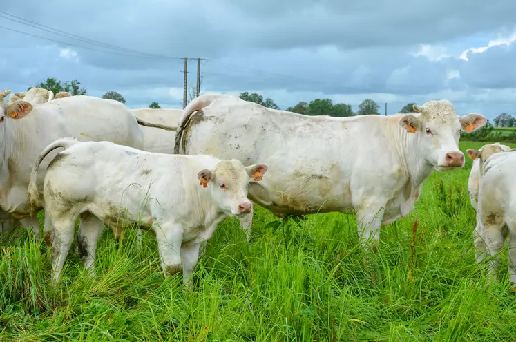 système polyculture élevage troupeau charolais Indre