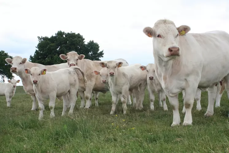 La date de déclaration constitue un levier non négligeable face à la refonte des aides animales, pour les éleveurs n’étant pas plafonnés par le seuil des 120 UGB ou ...
