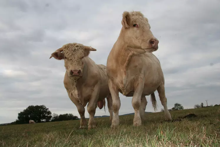 charolaise taureau vache prairie