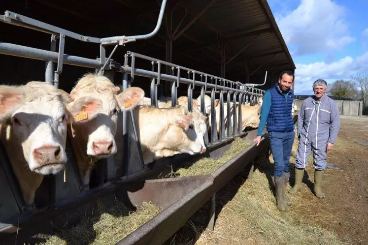 éleveurs jeunes bovins charolais