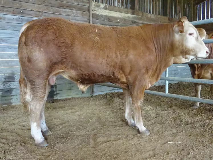 reproducteur limousin taureau