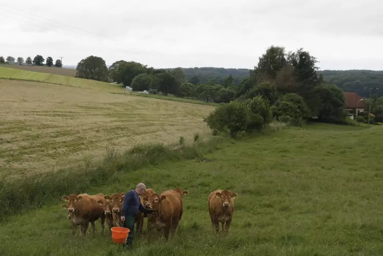 vaches limousines en Allemagne juin 2024