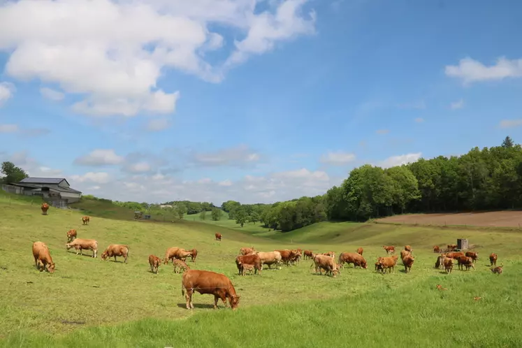 Vaches limousines au pâturage