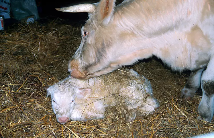 Bovins viande / vêlage / veau charolais nouveau-né âgé de deux heures/ élevage bovin allaitant