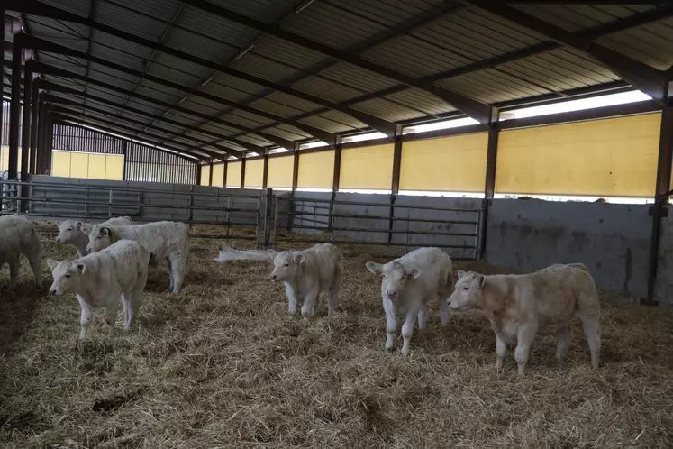 veaux charolais bâtiment