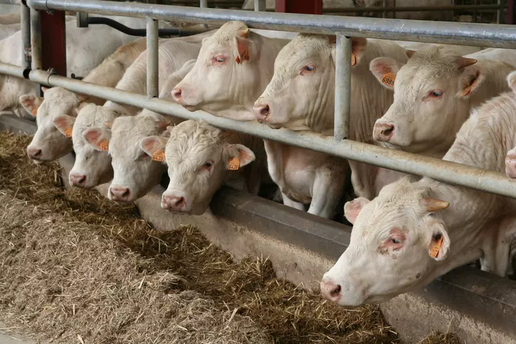 jeunes bovins charolais engraissement