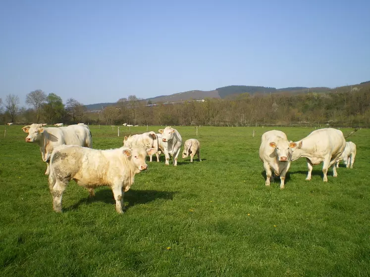 broutards charolais pâturage prairie