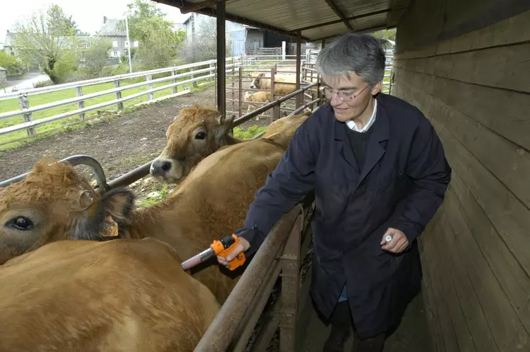 Bovins viande / pathologies bovines / vaccination contre la fièvre catarrhale / FCO