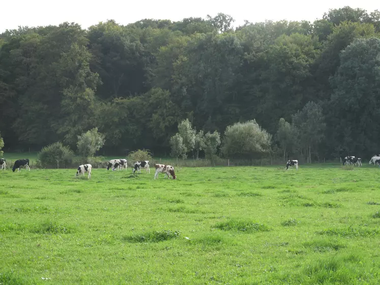 prairie vaches laitières 