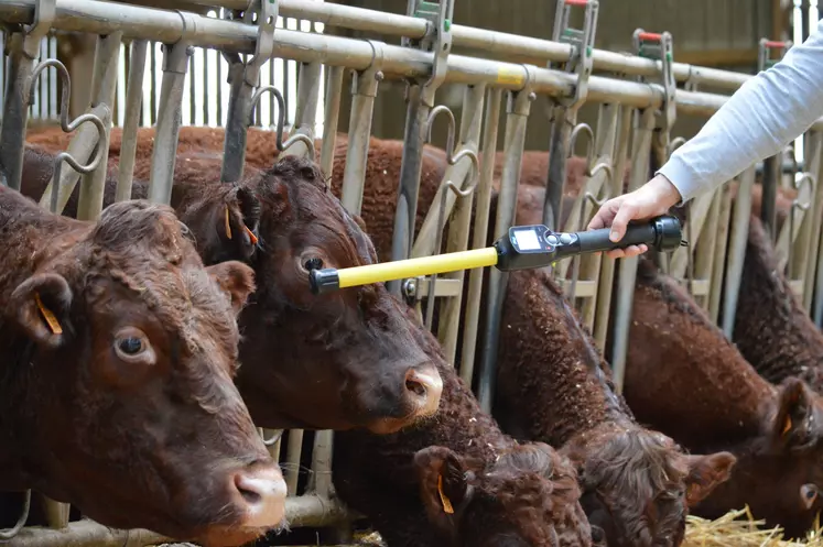 La lecture un à un en proximité nécessite la contention de l'animal. Un frein de taille pour les élevages allaitants. 