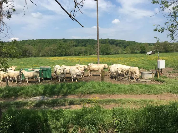 Grâce à une antenne de lecture positionnée à proximité de l’abreuvoir au pré, la ferme de Jalogny, en Saône-et-Loire, a pu suivre la fréquentation des animaux au point d’abreuvement et recouper les données avec la température et la pluviométrie.